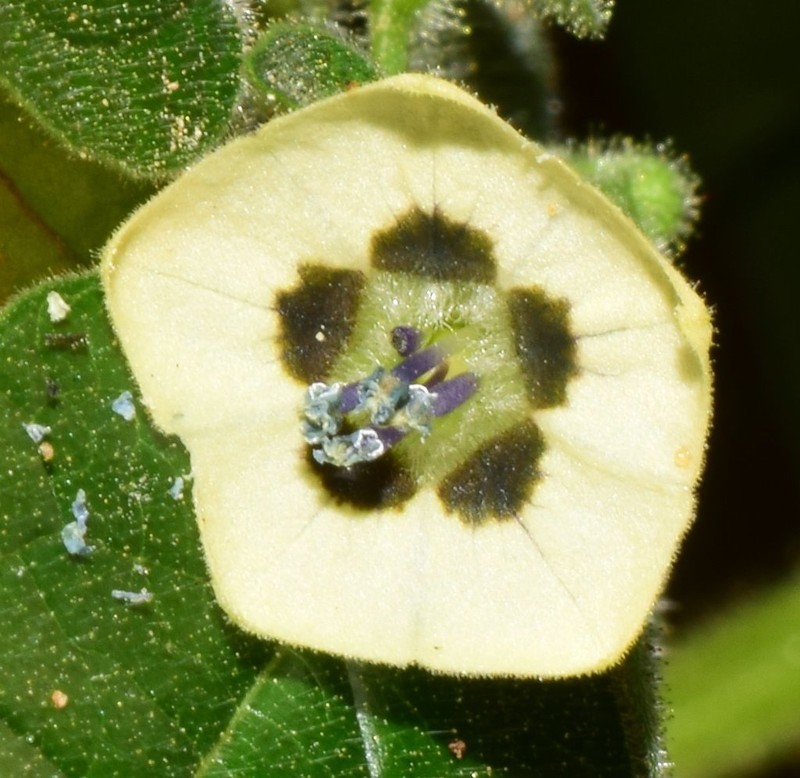 Physalis leptophylla photo 7