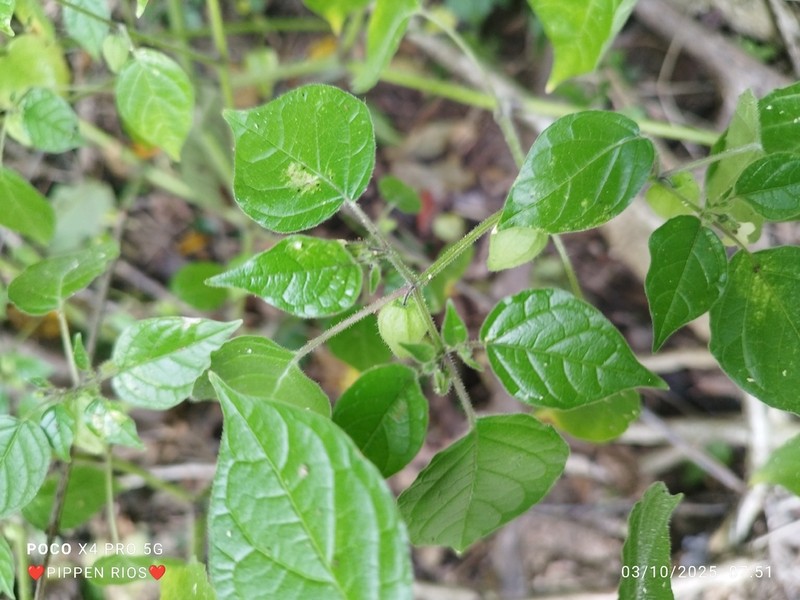 Physalis leptophylla photo 8
