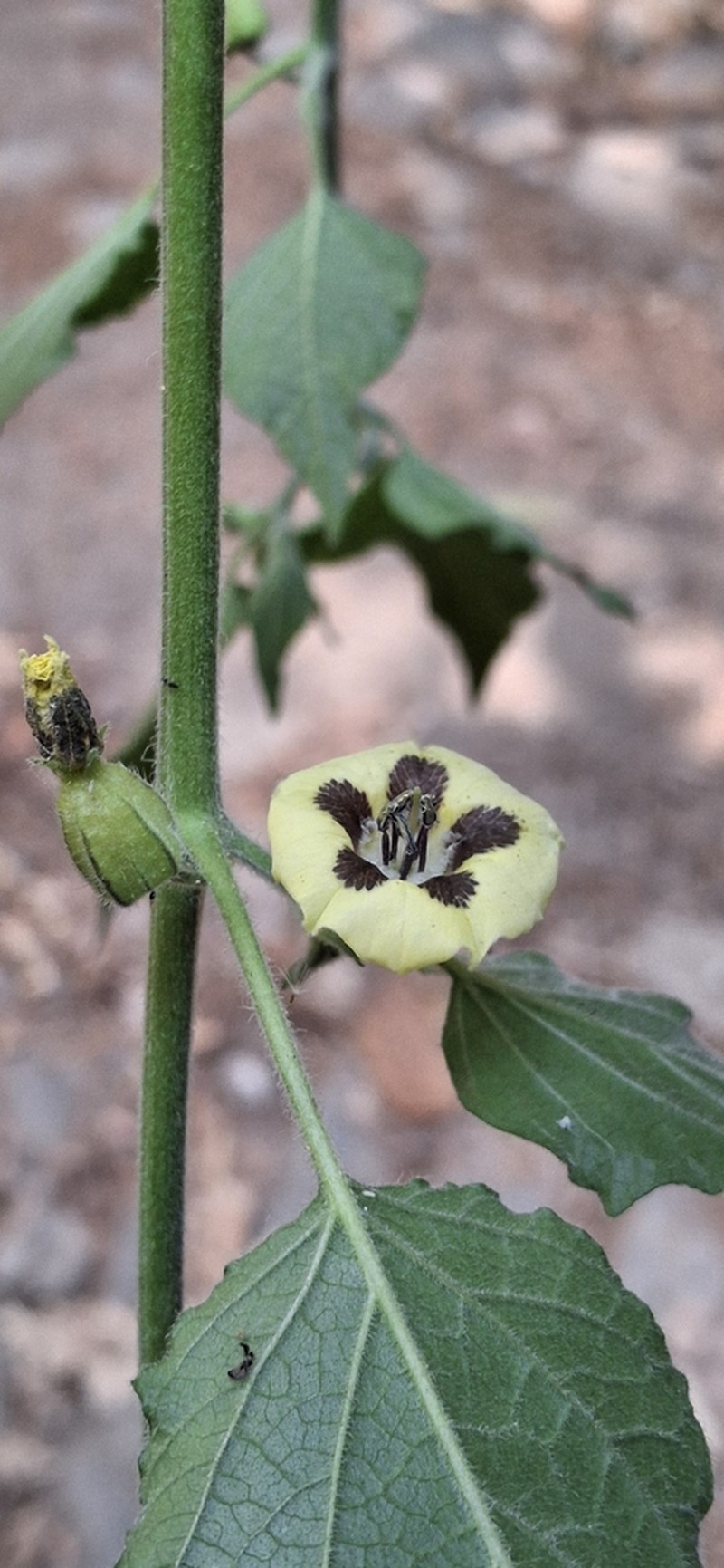 Physalis lignescens photo 2