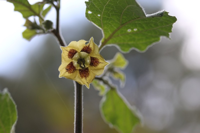 Physalis lignescens photo 4