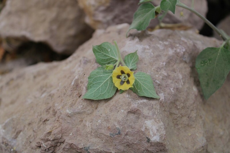 Physalis lignescens photo 5
