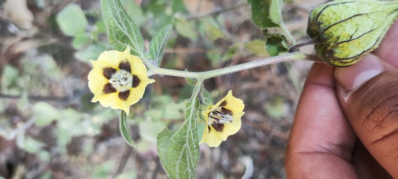Physalis lignescens photo 6