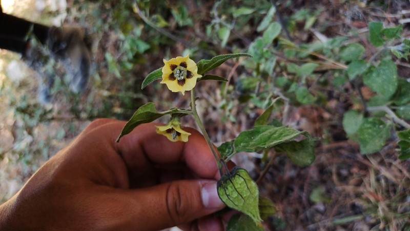 Physalis lignescens photo 7