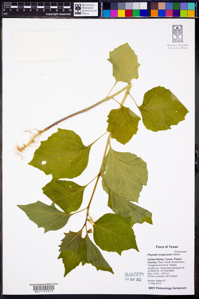 Physalis longicaulis