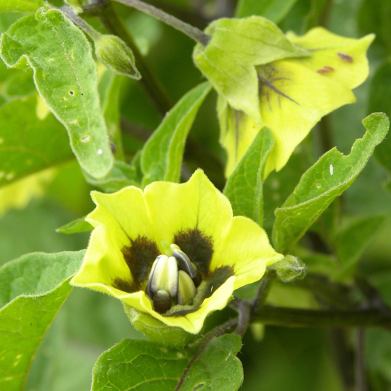 Longleaf Groundcherry