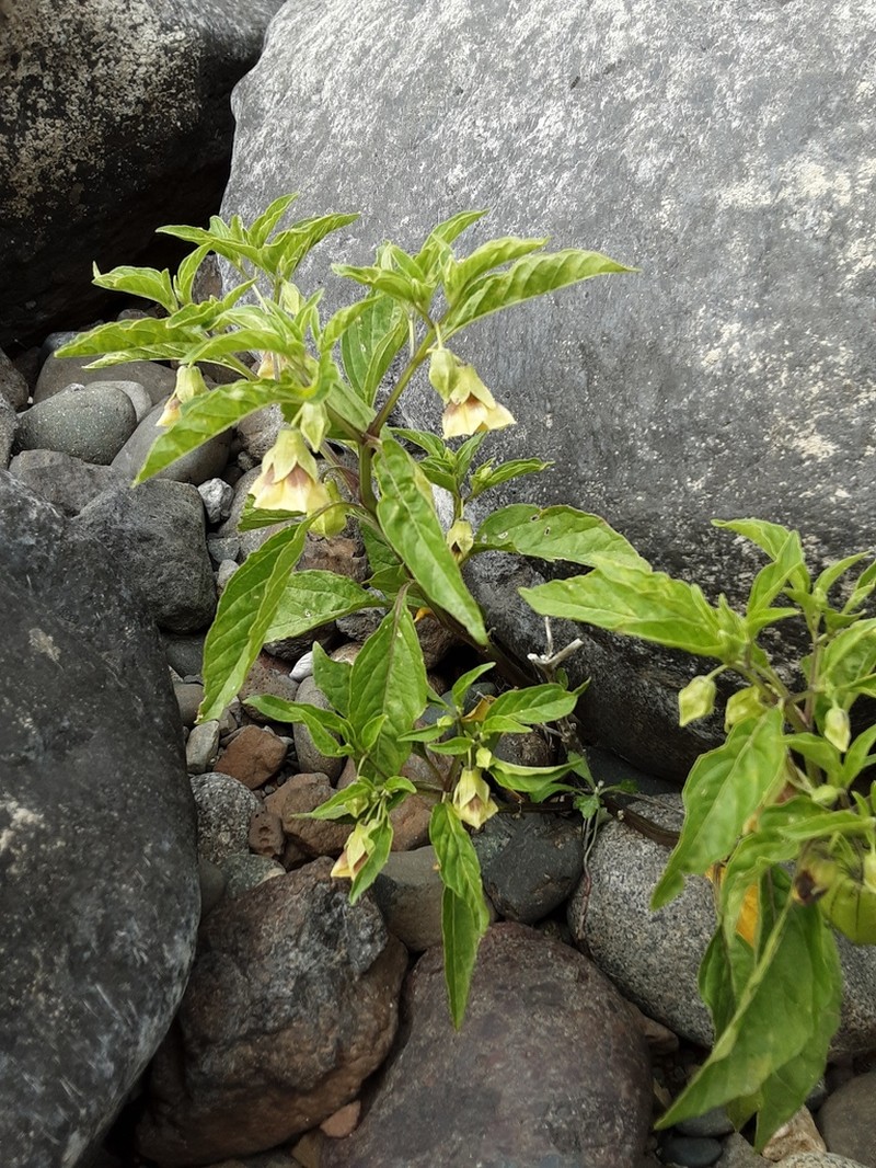Longleaf Groundcherry photo 2