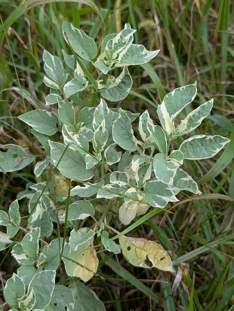 Longleaf Groundcherry photo 3