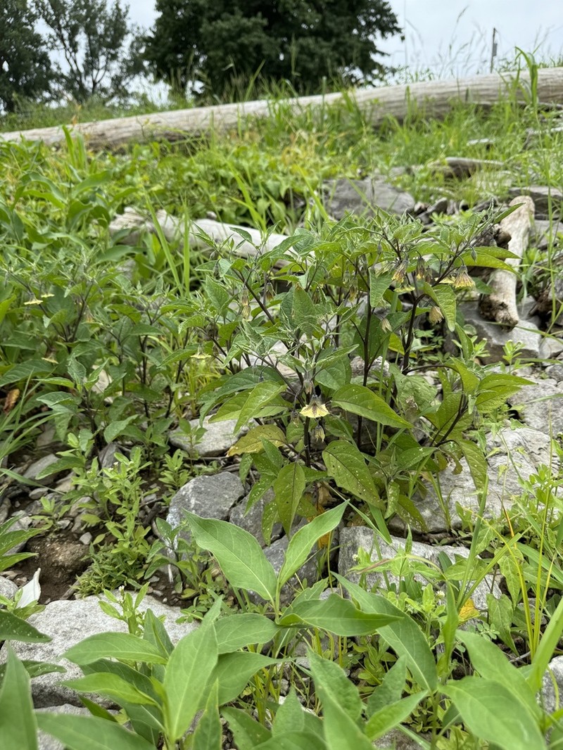 Longleaf Groundcherry photo 5