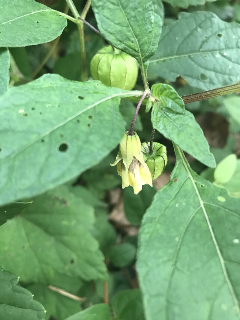 Longleaf Groundcherry photo 6