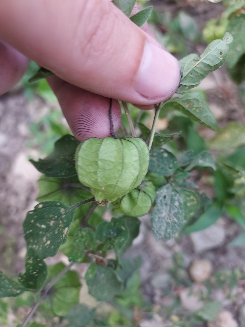 Longleaf Groundcherry photo 7