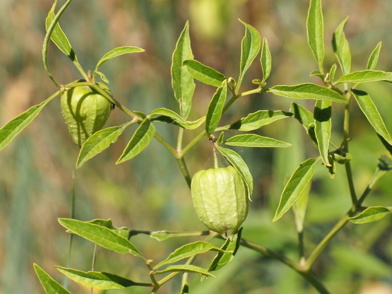Longleaf Groundcherry photo 8