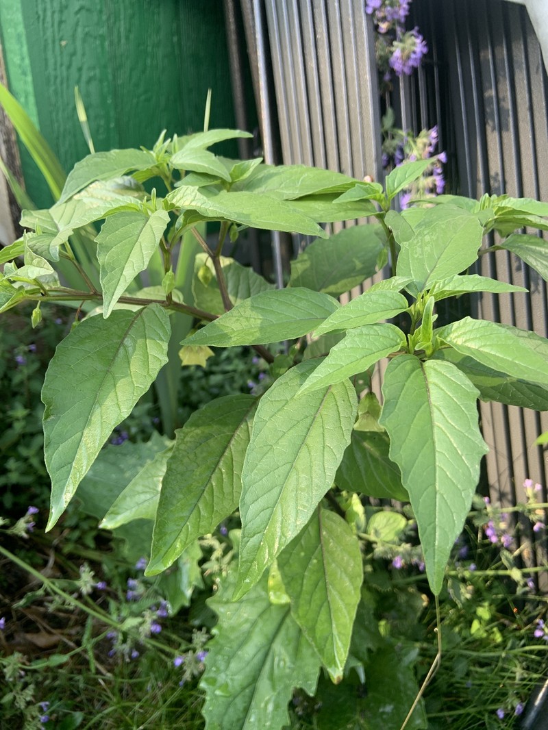 Physalis longifolia var. longifolia