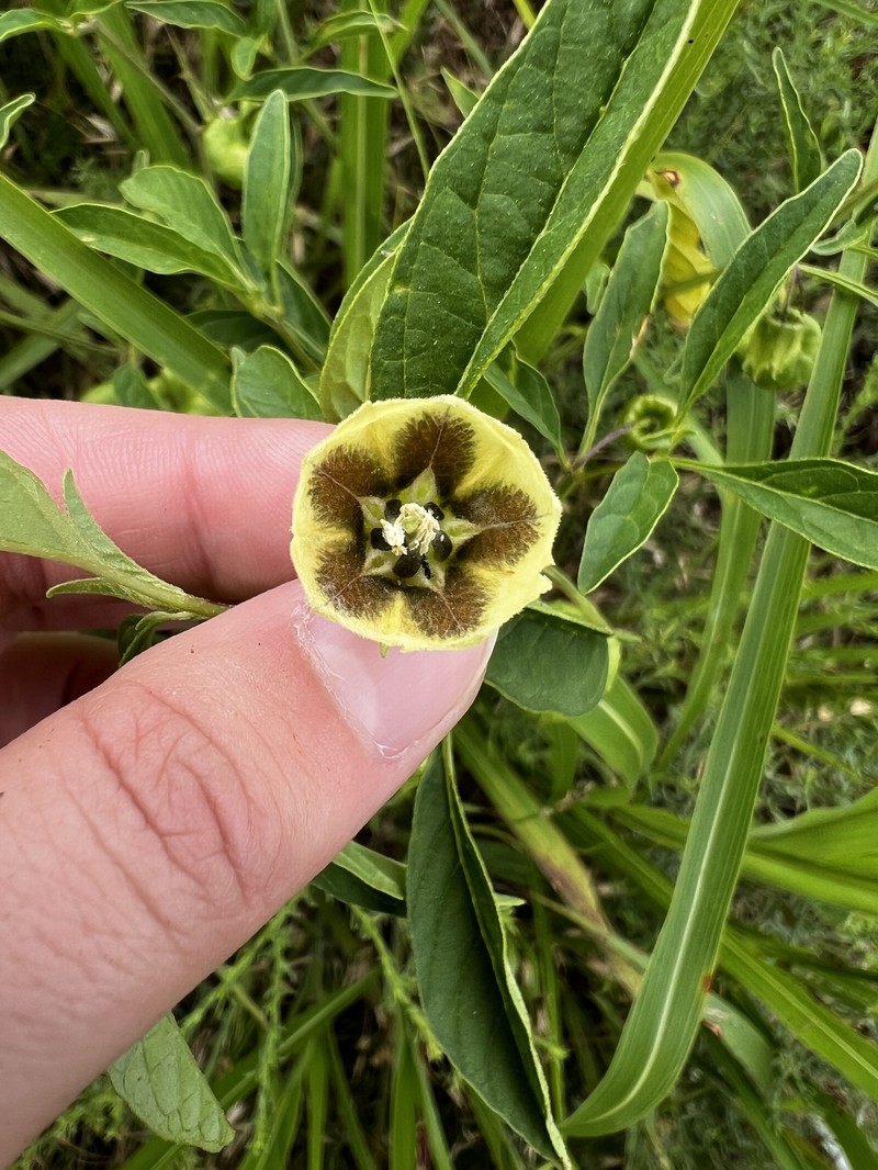Physalis longifolia var. longifolia photo 2