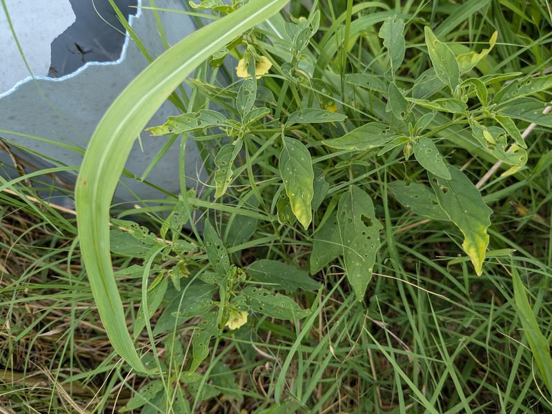 Physalis longifolia var. longifolia photo 3