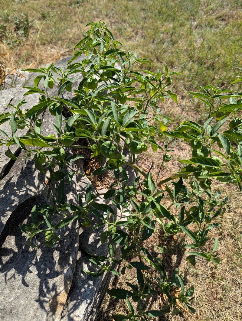 Physalis longifolia var. longifolia photo 4