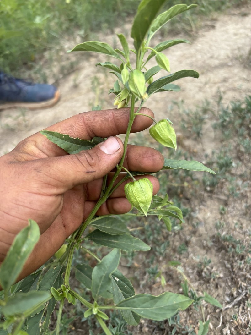 Physalis longifolia var. longifolia photo 5