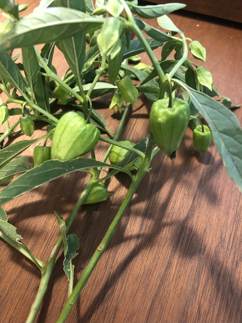 Physalis longifolia var. longifolia photo 6