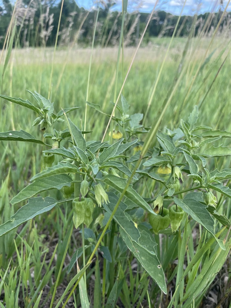 Physalis longifolia var. longifolia photo 7
