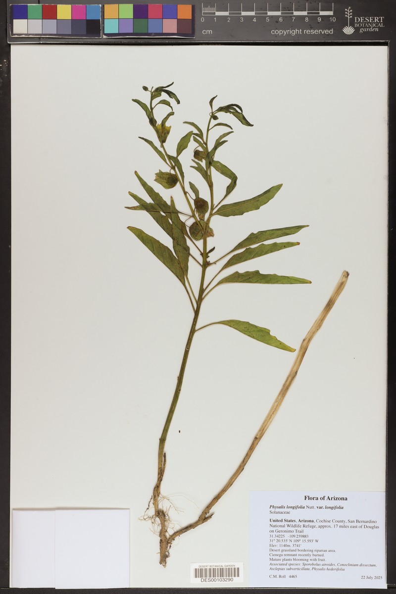Physalis longifolia var. longifolia photo 8
