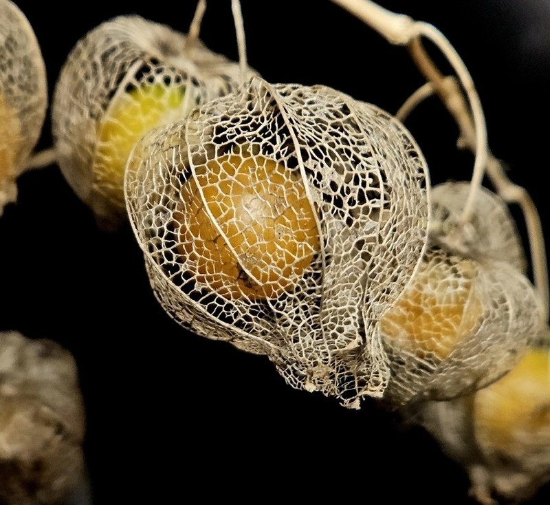 Physalis longifolia var. subglabrata