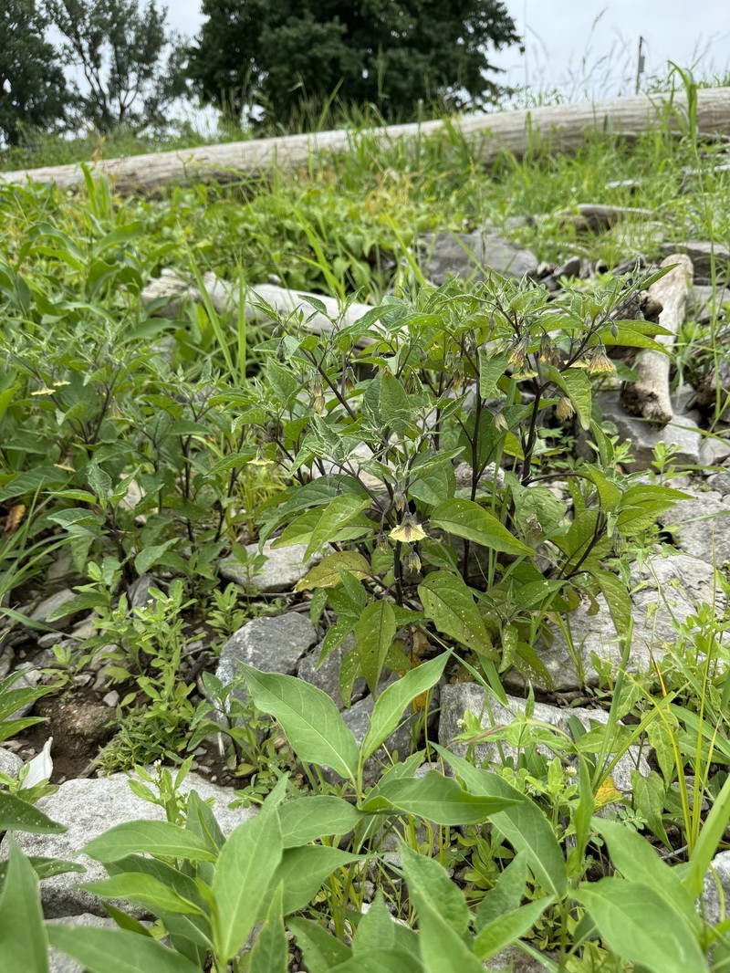 Physalis longifolia var. subglabrata photo 2
