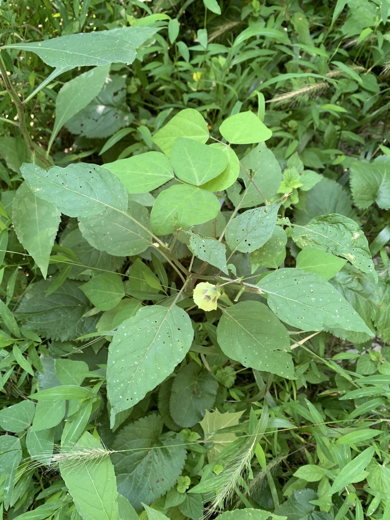 Physalis longifolia var. subglabrata photo 3