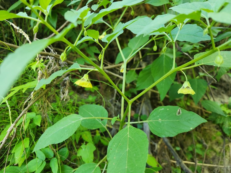 Physalis longifolia var. subglabrata photo 4