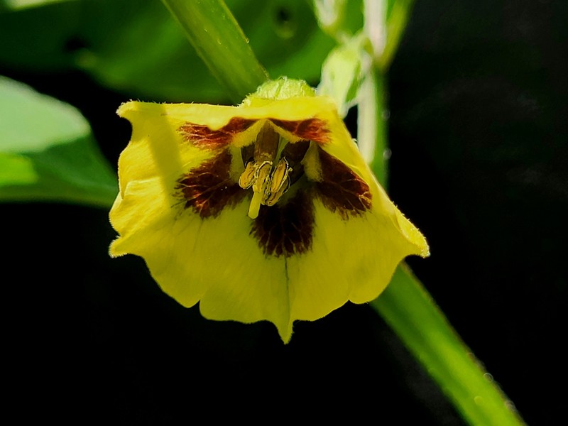 Physalis longifolia var. subglabrata photo 5