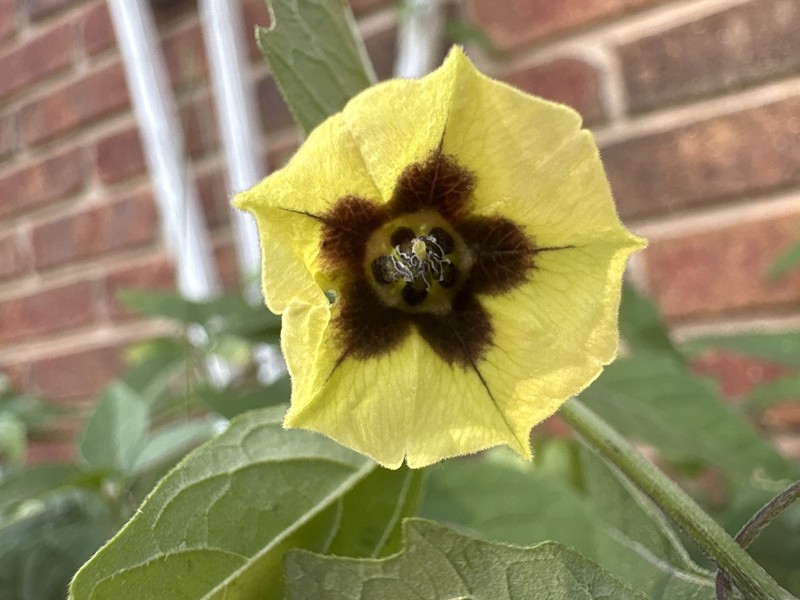 Physalis longifolia var. subglabrata photo 6