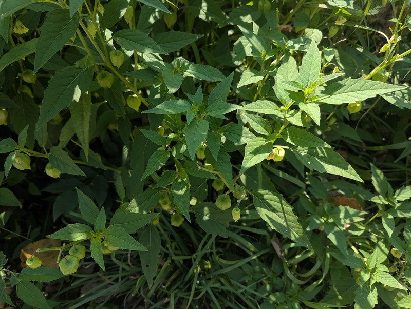 Physalis longifolia var. subglabrata photo 7