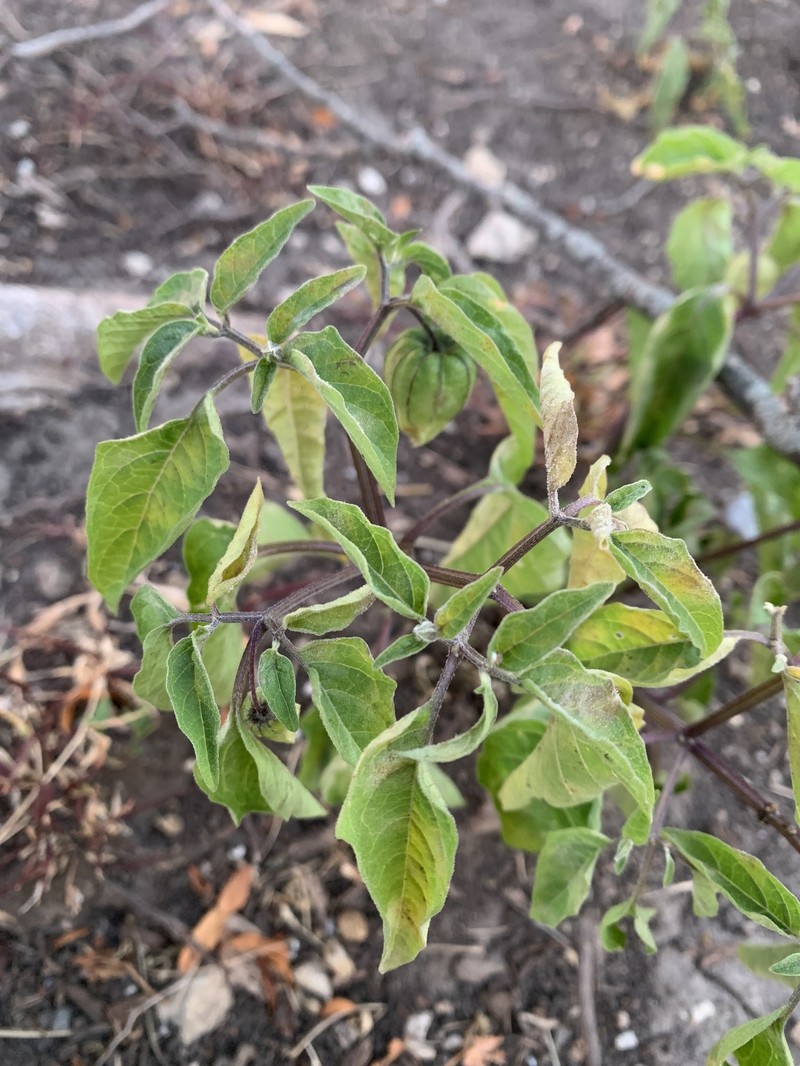 Physalis longifolia var. subglabrata photo 8