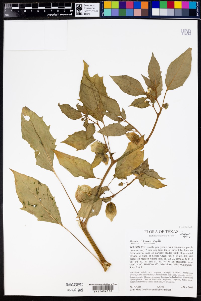 Physalis longifolia var. texana photo 2