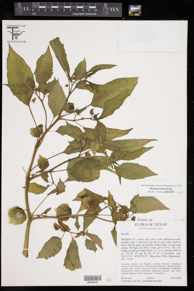 Physalis longifolia var. texana