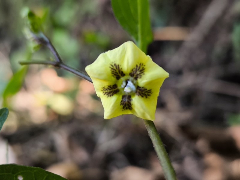 Physalis longiloba