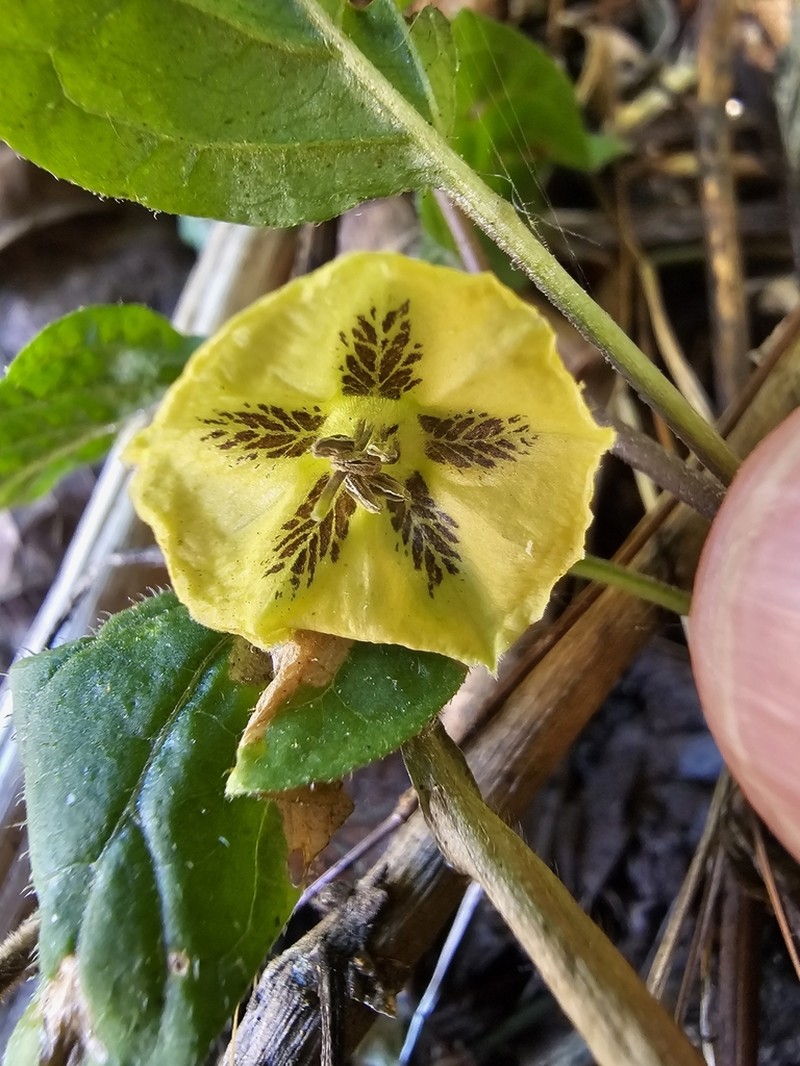 Physalis longiloba photo 2