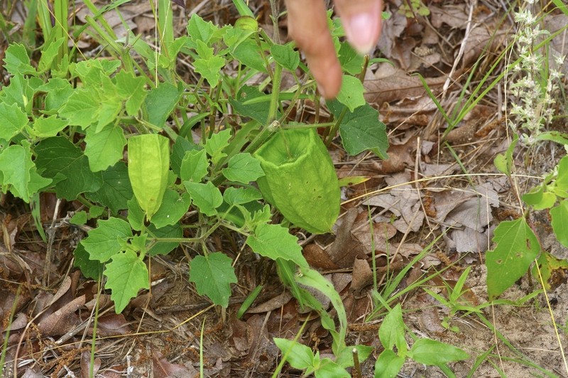 Physalis macrosperma photo 3