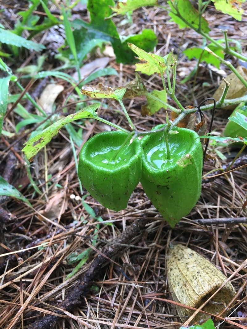 Physalis macrosperma photo 4