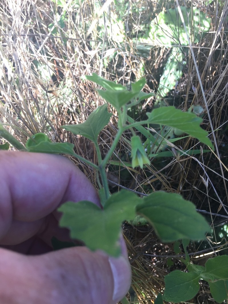 Physalis macrosperma photo 5