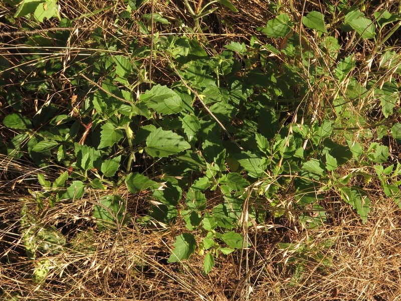 Physalis macrosperma photo 6