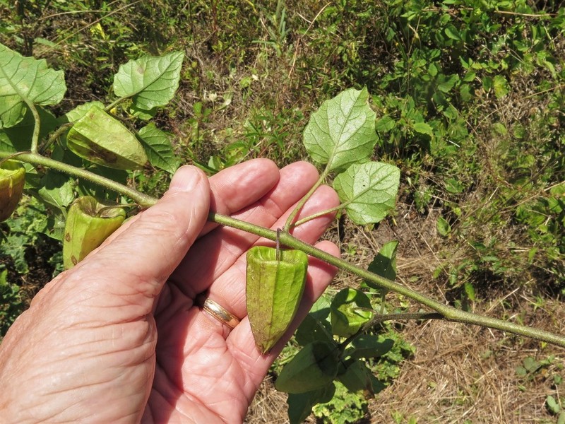 Physalis macrosperma photo 7
