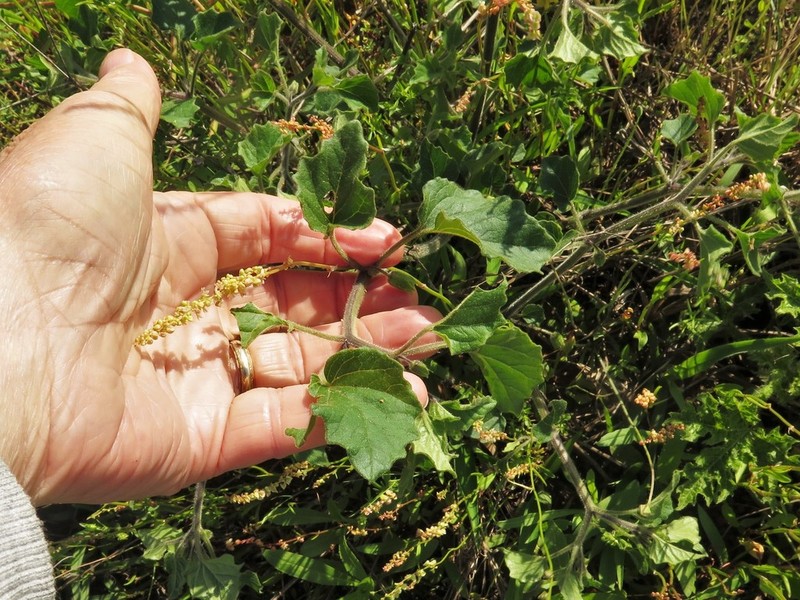 Physalis macrosperma photo 8