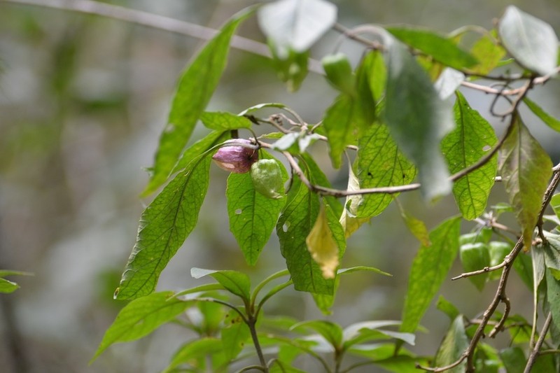 Physalis melanocystis
