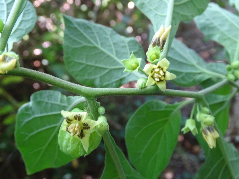 Physalis melanocystis photo 2