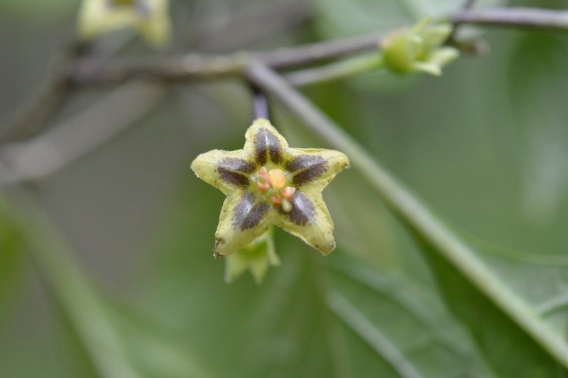 Physalis melanocystis photo 3