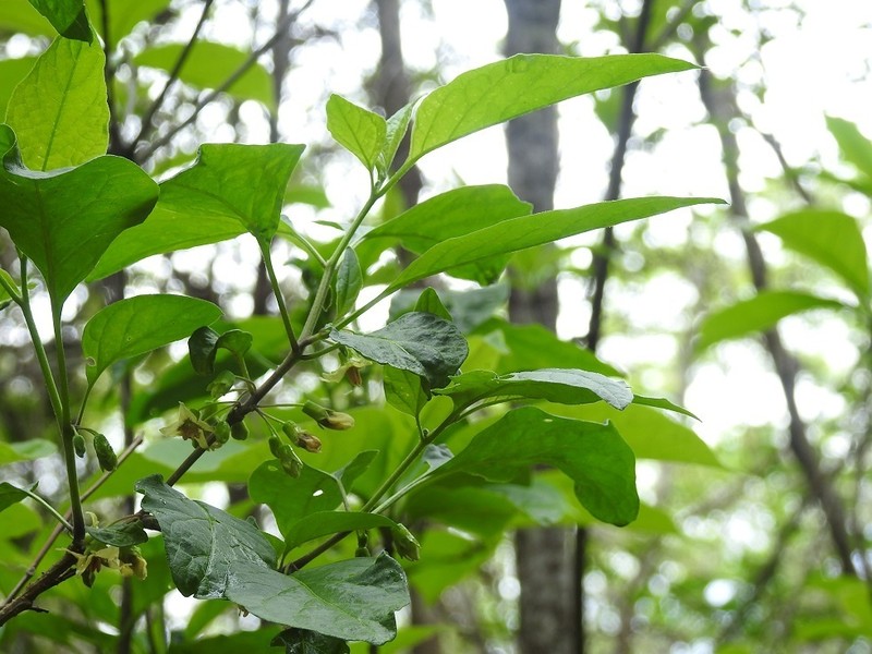 Physalis melanocystis photo 4