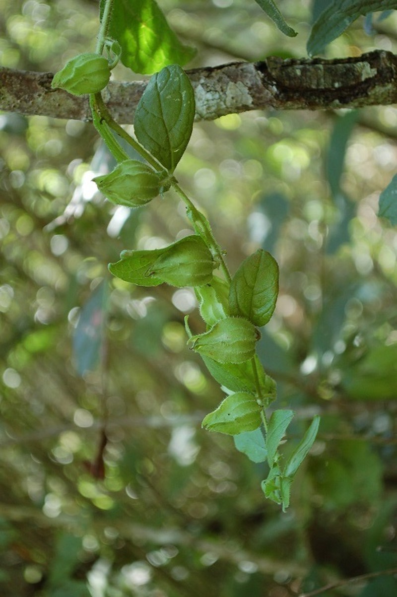 Physalis melanocystis photo 5