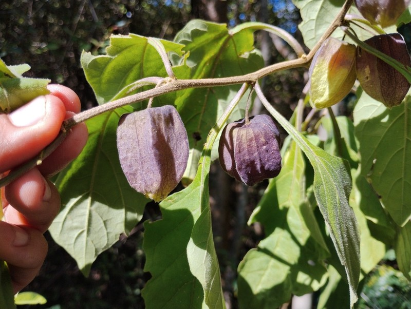 Physalis melanocystis photo 6