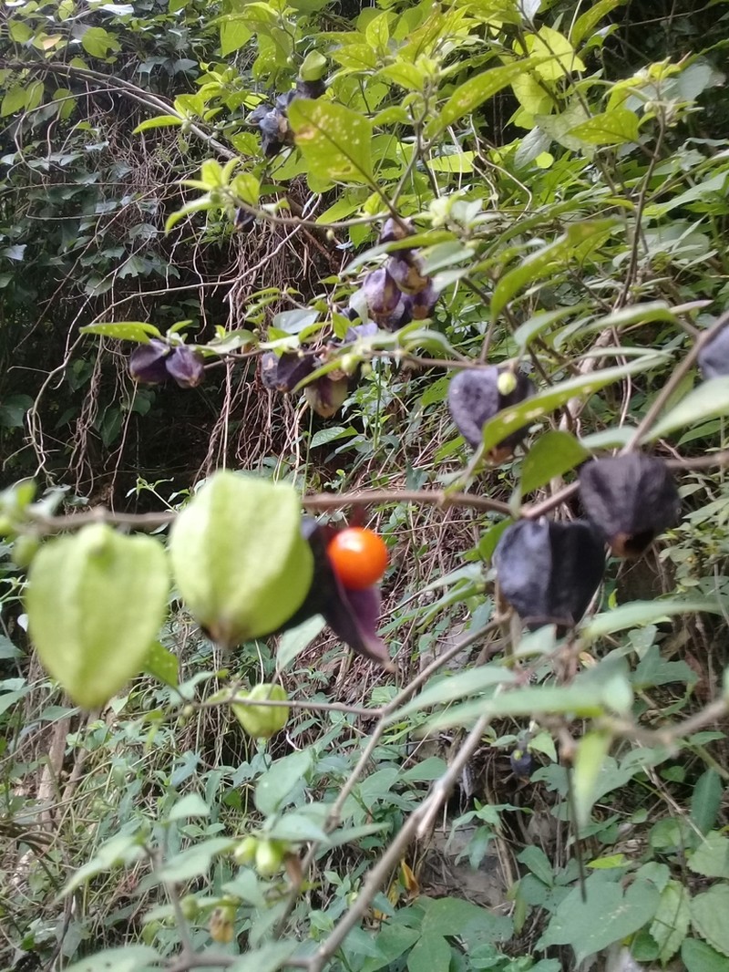 Physalis melanocystis photo 7