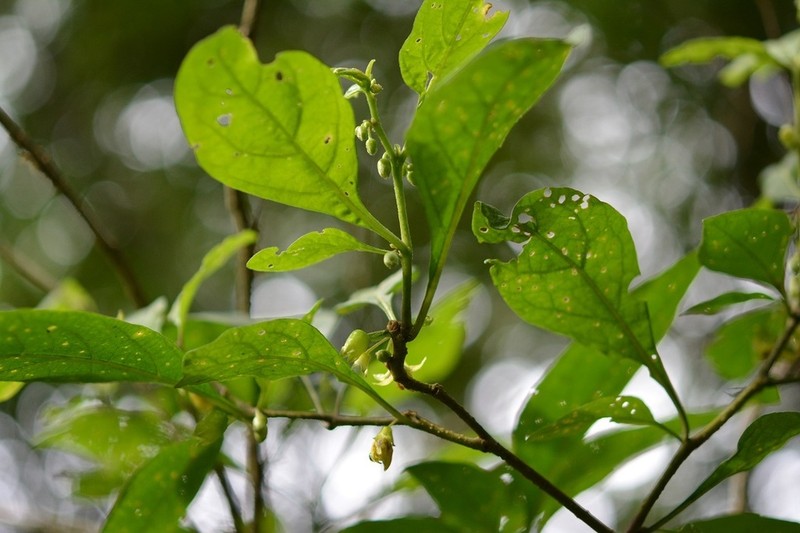 Physalis melanocystis photo 8