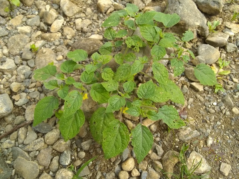 Physalis microcarpa